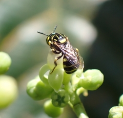 Ceratina collusor