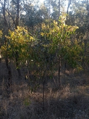 Acacia pycnantha