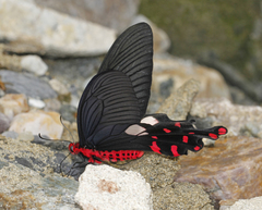Byasa polyeuctes polyeuctes