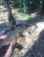 Basicryptus costalis