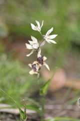 Wurmbea dioica
