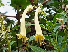 Iochroma