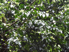 Prunus zippeliana
