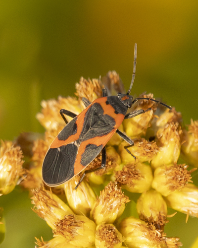 Small Milkweed Bug, photo 6 of 8