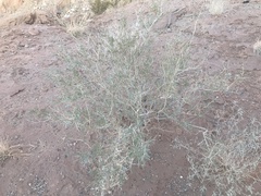 Psorothamnus fremontii