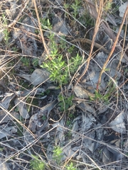 Gonocarpus elatus
