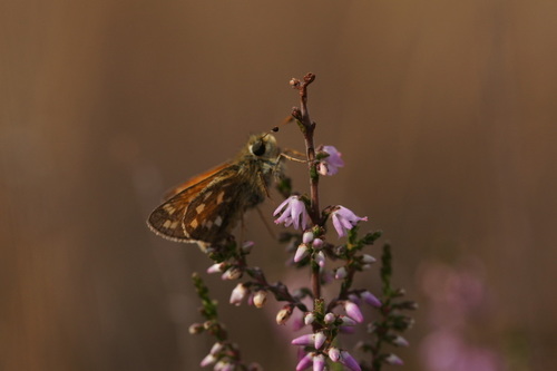 Common Branded Skipper, 3775 Kootwijk, Nederland, photo 7 of 10
