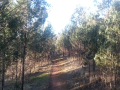 Callitris glaucophylla