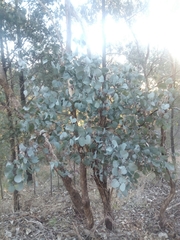 Eucalyptus albens