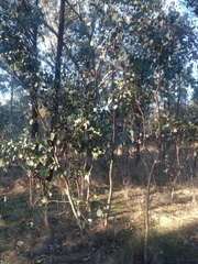 Eucalyptus albens