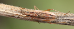 Stenodema holsata