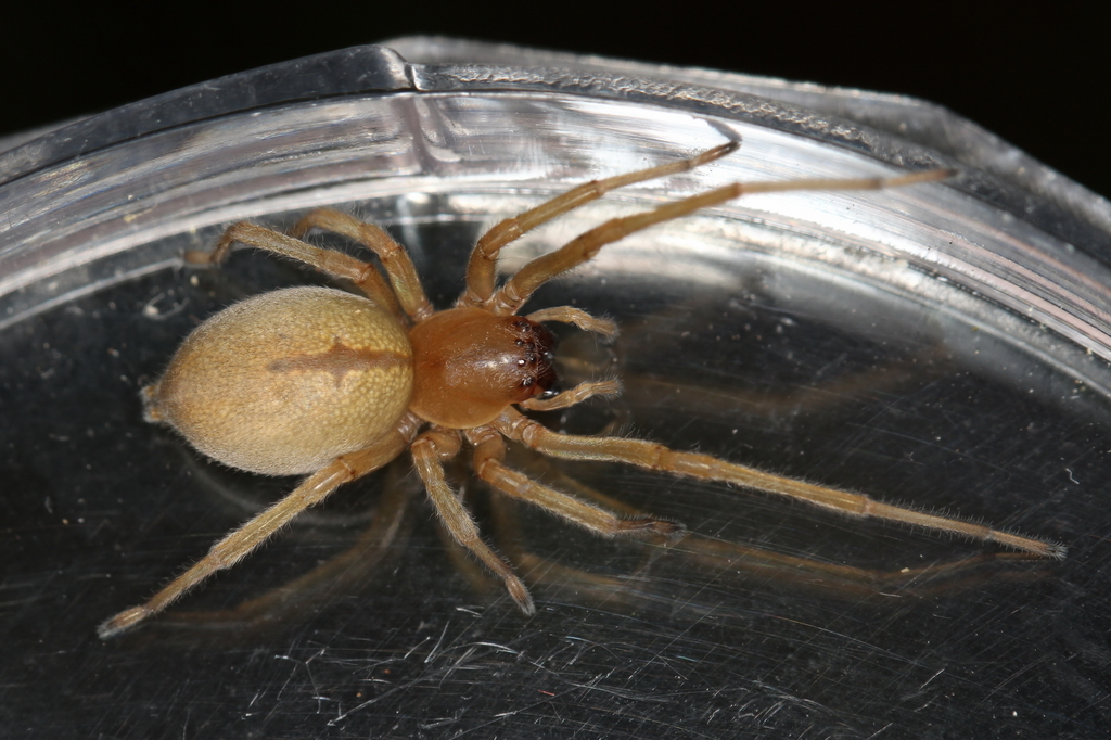 Cheiracanthium virescens