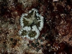 Stichodactyla tapetum