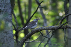 Turdus pilaris