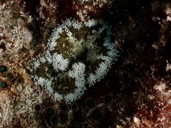 Stichodactyla tapetum