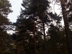 Pinus sylvestris