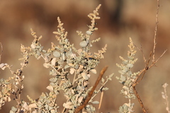 Atriplex nummularia