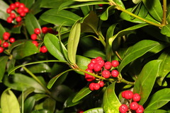Skimmia