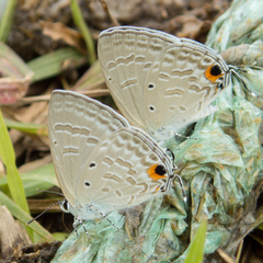 Catochrysops strabo strabo