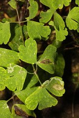 Phytomyza minuscula