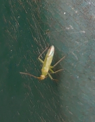 Blepharidopterus angulatus