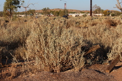 Atriplex nummularia