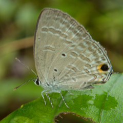 Catochrysops strabo strabo