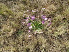 Senecio speciosus