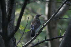 Turdus pilaris