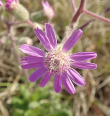 Senecio speciosus