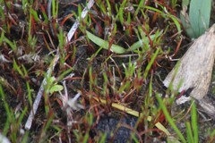 Centrolepis aristata