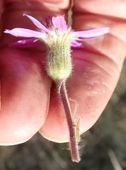 Senecio speciosus