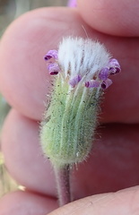 Senecio speciosus