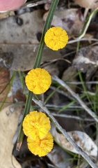 Alatae