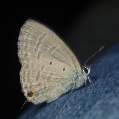 Catochrysops strabo strabo