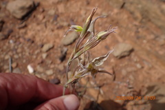 Gladiolus permeabilis