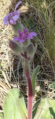 Senecio speciosus
