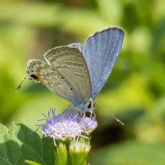 Catochrysops strabo strabo