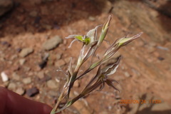 Gladiolus permeabilis