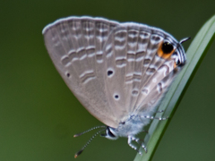 Catochrysops strabo strabo