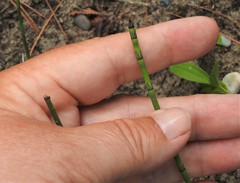 Equisetum × nelsonii