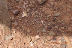 Gladiolus permeabilis