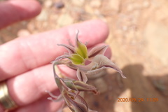 Gladiolus permeabilis