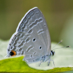Catochrysops strabo strabo