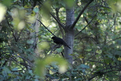 Turdus merula
