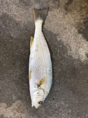 Umbrina roncador