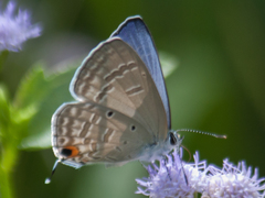 Catochrysops strabo strabo