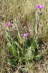 Senecio speciosus
