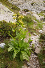 Gentiana burseri villarsii