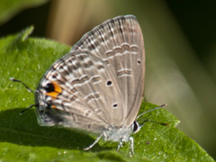 Catochrysops strabo strabo